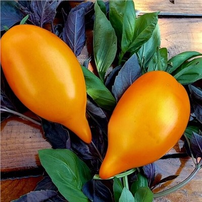 7045Т Томат Манго 10шт