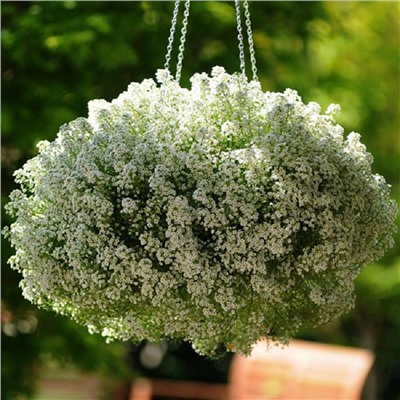 5226D Алиссум приморский Клиа Кристалл Вайт 5шт