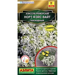1200A Алиссум Норт фэйс вайт каскадный 12 шт