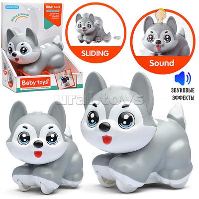 Собака "Красивая хаски" в коробке