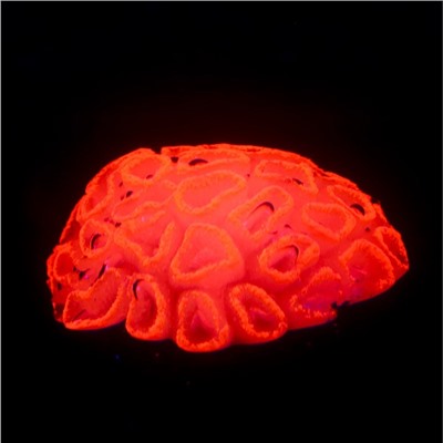 Декор для аквариума коралл Faviidae, 5×2.5 см, силиконовый, розовый