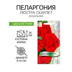 Семена цветов Пеларгония зональная Люстра Скарлет, 5шт