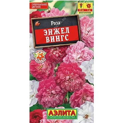 Роза Энжел Вингс Китайская Аэлита