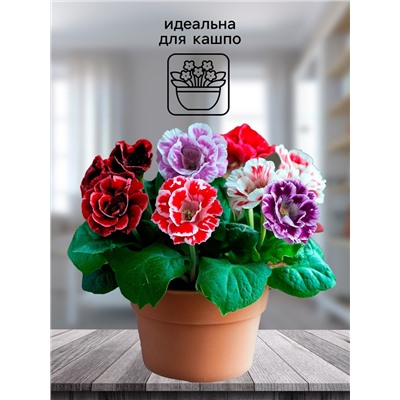 Семена комнатных цветов Глоксиния «Махровая смесь», F1, «Агроуспех», 5 шт.