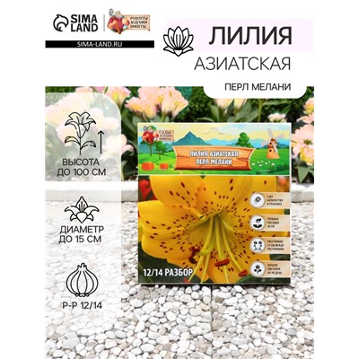 Лилия Азиатская «Перл Мелани», луковица в пакете с перфорацией, р-р 12/14, 3 шт.