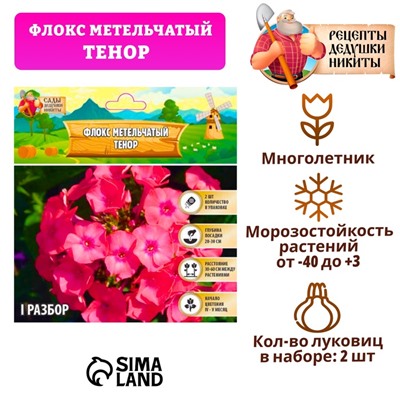 Флокс метельчатый "Тенор", р-р I, Весна 2025, 2 шт