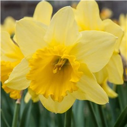 Нарцисс Карлтон 12/14 2шт СдС
