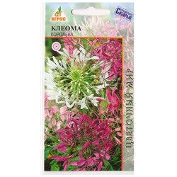 Клеома колючая Королева  (Код: 78316)