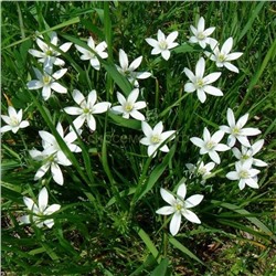 Орнитогалюм Балансы 6/7 8шт СдС