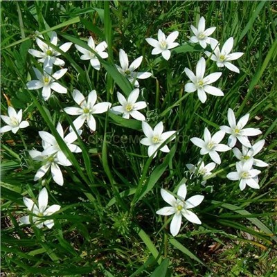 Орнитогалюм Балансы 6/7 8шт СдС