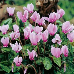 Цикломен Хедерифолиум 10/13 1шт СдС