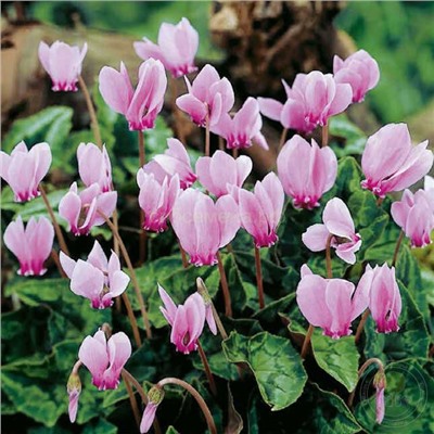 Цикломен Хедерифолиум 10/13 1шт СдС