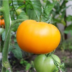 7061T Томат Садовый персик 5шт