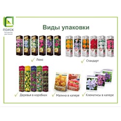 Клематис крупноцветковый «Варшавска Найк» лиана, 1 шт., туба