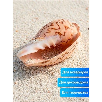 Ракушка декоративная, 6-7 см