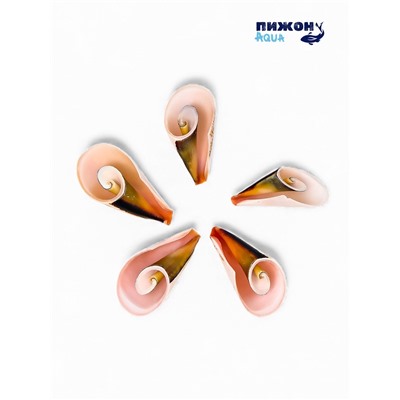 Набор ракушек декоративных, длина 4 см, 5 шт.