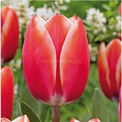 Тюльпан Келли (триумф) 11/12 3шт СдС