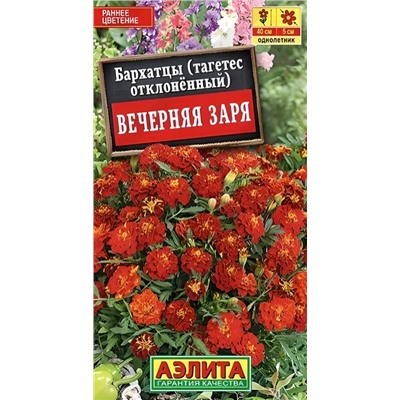 Бархатцы Вечерняя Заря Аэлита