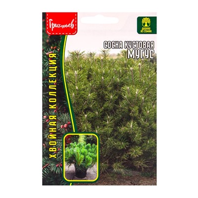 Семена Сосна Мугус кустовая 10 шт. 12.29 г.
