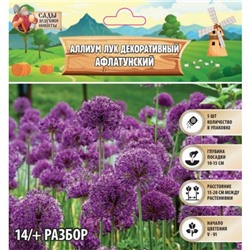 Аллиум лук декоративный Афлатунский, р-р 14/+, 5 шт, Весна 2025