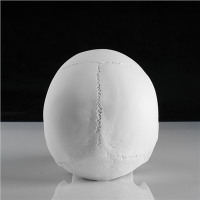 Гипсовая фигура анатомическая: «‎ЧЕРЕП анатомический», 14.5×22×16.5 см