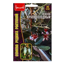 Семена Фейхоа «Крупноплодный», 7 шт., «Григорьев»
