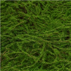 Декоративная панель, 90×40 см, «Папоротник», Greengo