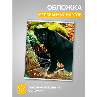 Набор тетрадей, 96 листов в линейку, Calligrata «Дикие кошки», серые листы, 4 штуки