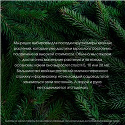АСТ Лариса Кочелаева "Энциклопедия хвойных растений. Вечнозелёные долгожители в вашем саду"