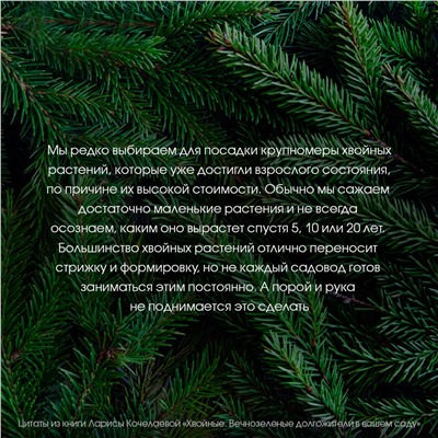 АСТ Лариса Кочелаева "Энциклопедия хвойных растений. Вечнозелёные долгожители в вашем саду"