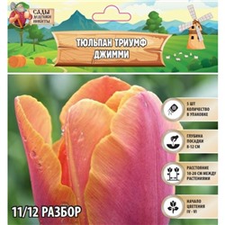 Тюльпан Триумф Джимми, р-р 11/12, 5 шт, Весна 2025