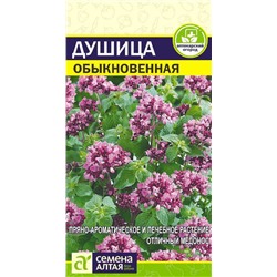 Душица Обыкновенная Сем.Алтая