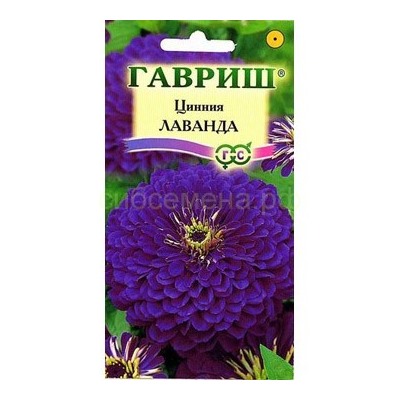 Цинния Лаванда (Гавр)
