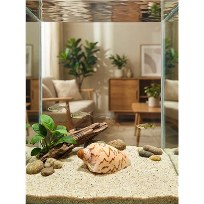 Ракушка декоративная, 6-7 см