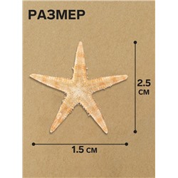 Набор натуральных морских звезд, 1.5 - 2.5 см, 20 шт.