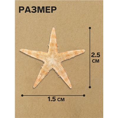 Набор натуральных морских звезд, 1.5 - 2.5 см, 20 шт.