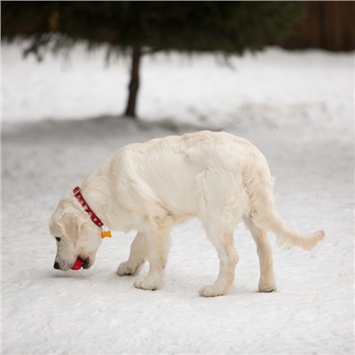 Ошейник кожаный однослойный безразмерный, 45×2 см, ОШ 18-39 см, красный