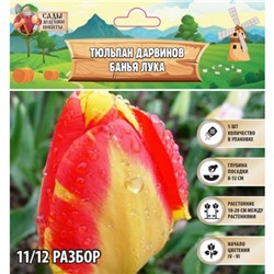 Тюльпан Дарвинов Банья Лука, р-р 11/12, 5 шт, Весна 2025