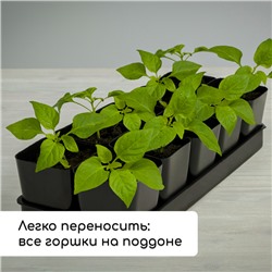 Набор для рассады: стаканы по 500 мл (10 шт.), поддон 40×19.5 см, МИКС, Greengo