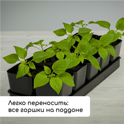 Набор для рассады: стаканы по 300 мл (12 шт.), поддон 45 × 18 см, МИКС, Greengo