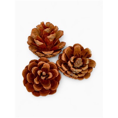 Осенние листья и шишки, декор для творчества «Осень»