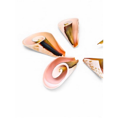 Набор ракушек декоративных, длина 4 см, 5 шт.