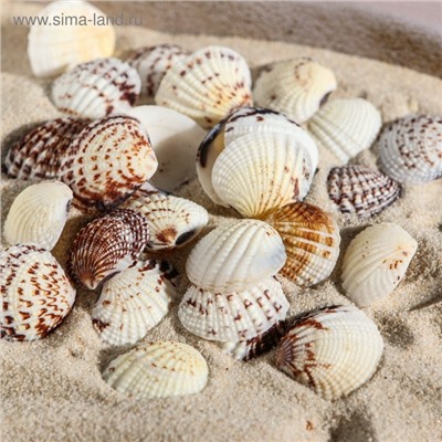 Набор ракушек, 2.5 - 4 см, 100 г