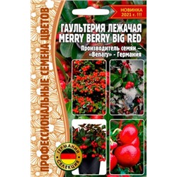 Гаультерия Мерри Берри Биг Ред - Merry Berry Big Red (Редкие)