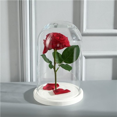 Стеклянный купол-клош на деревянной подставке «Венсан», 25×15 см, белый