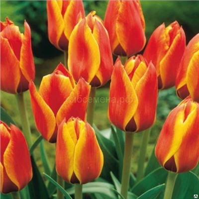 Тюльпан Кейп Код (грейга) 11/12 3шт СдС