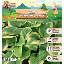 Хоста "Fragrant Bouquet", р-р I, размер ML,1 шт, Весна 2025