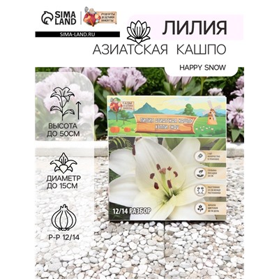 Лилия Азиатская Кашпо Happy Snow, луковица в пакете с перфорацией, р-р 12/14, 2 шт.