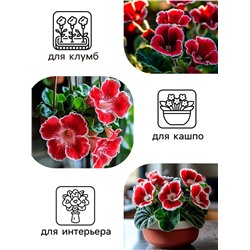 Семена комнатных цветов Глоксиния Аванти "Красная с белым краем", ц/п,  8 шт.