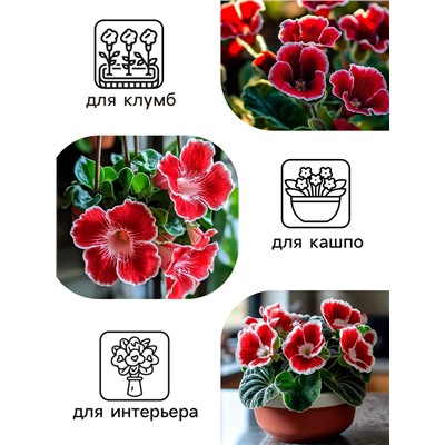 Семена комнатных цветов Глоксиния Аванти "Красная с белым краем", ц/п,  8 шт.